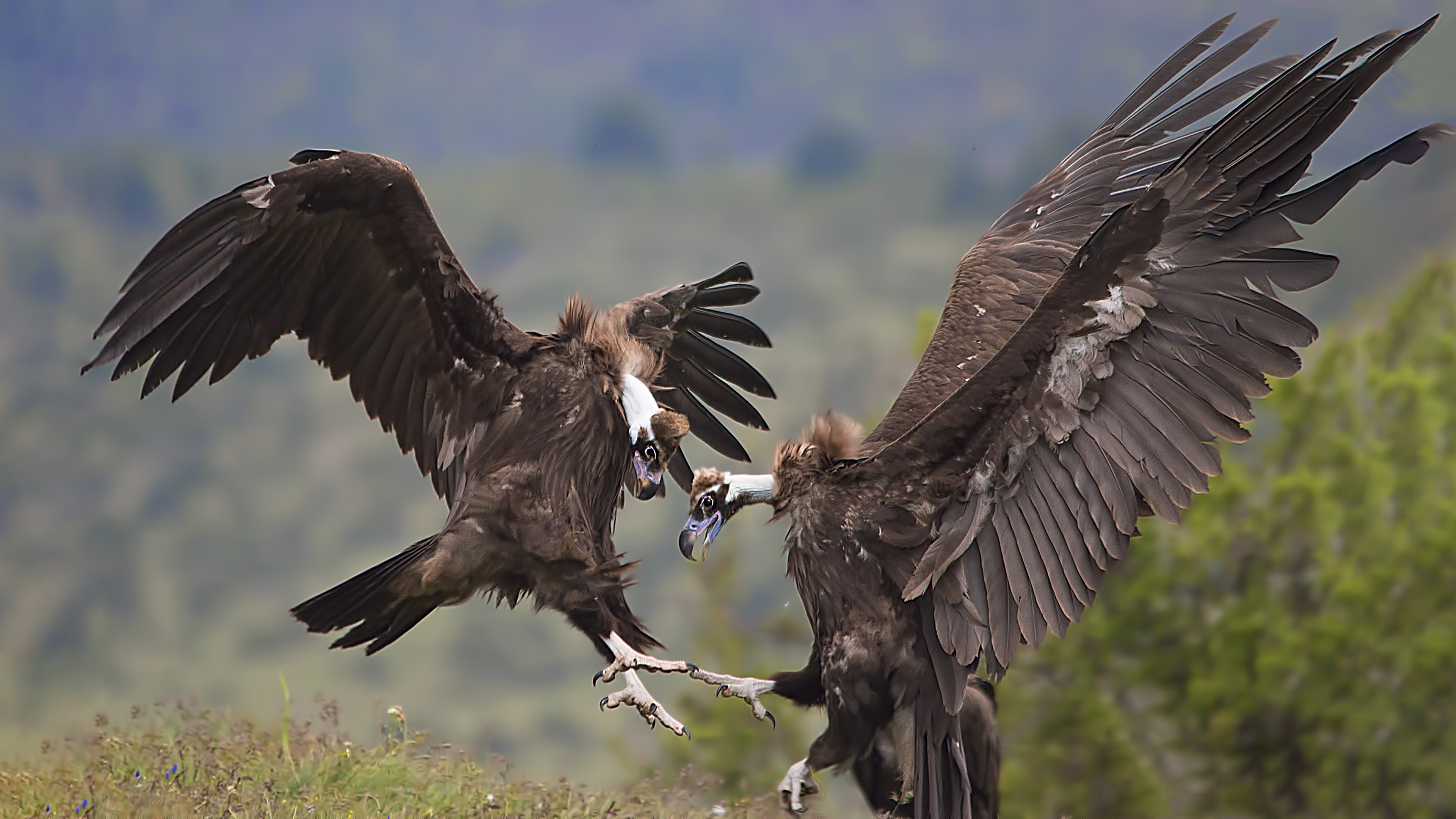 Cinereous Vulture
